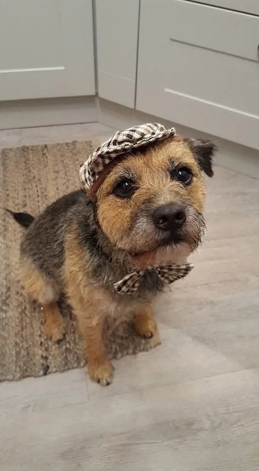 Sheriff, Meredith's Border Terrier, dressed in a flat cap and bow tie