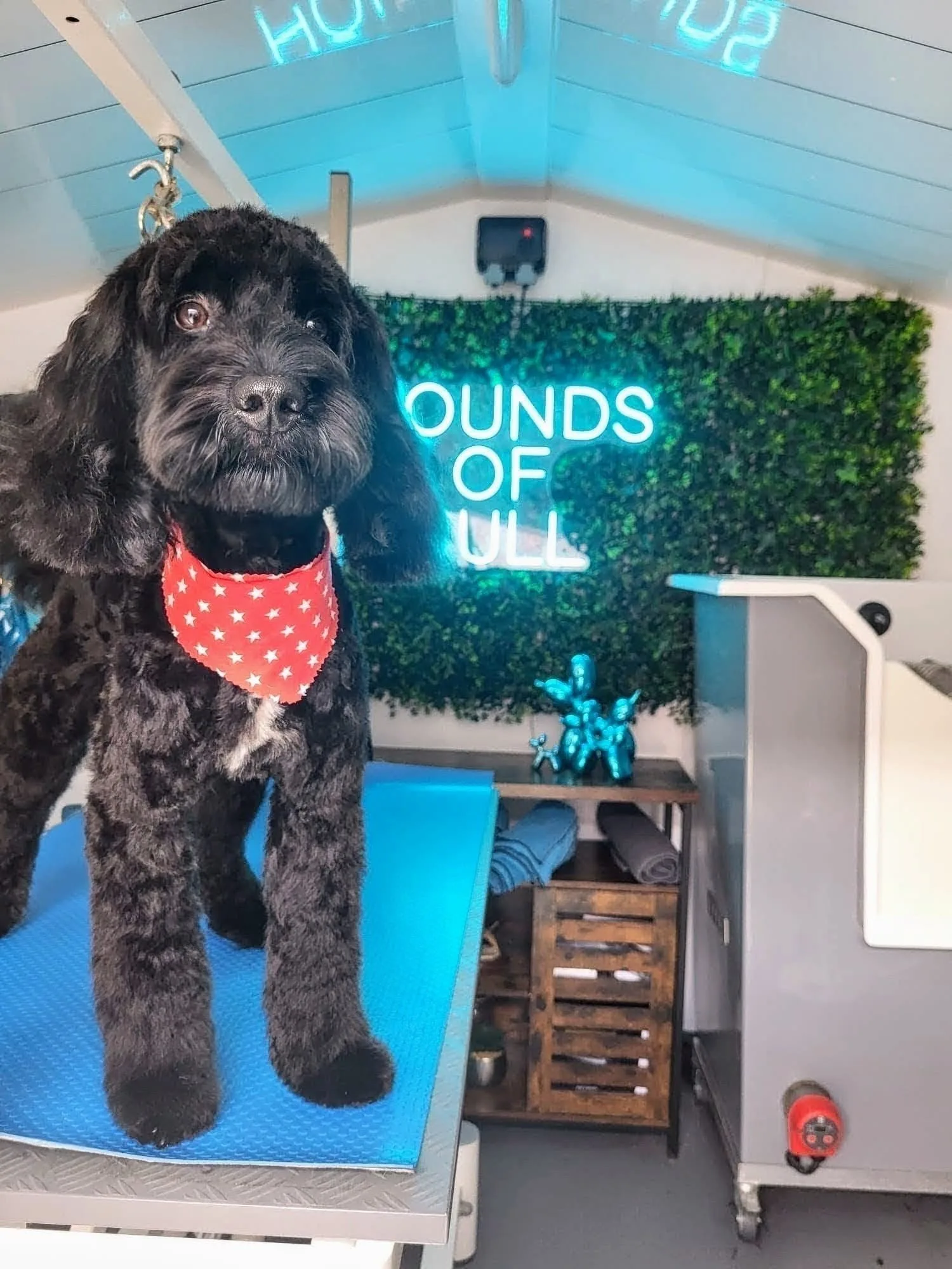 Black cockapoo looking fresh after a groom