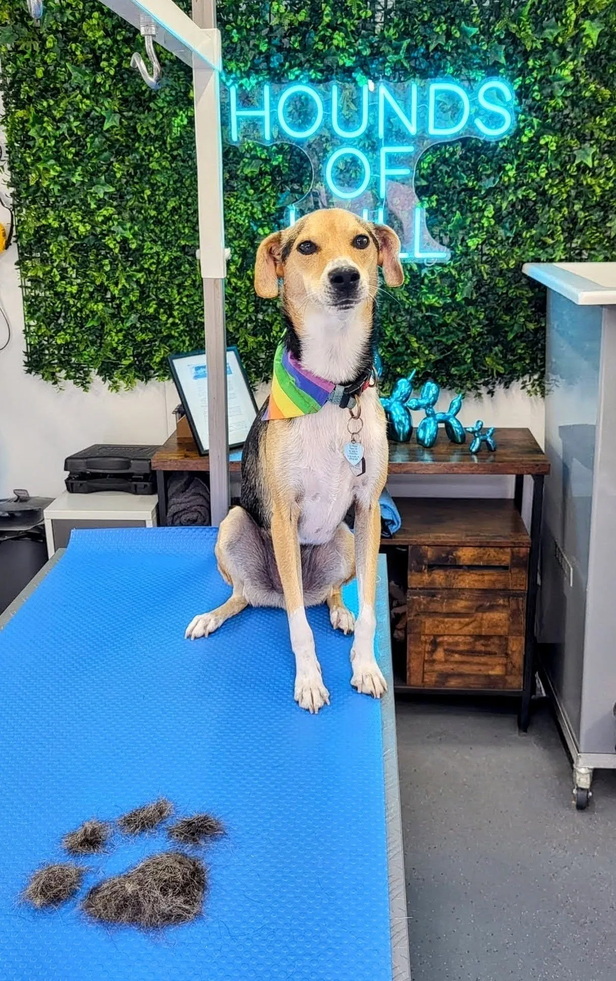 Smart-clipped dog in a rainbow bandana