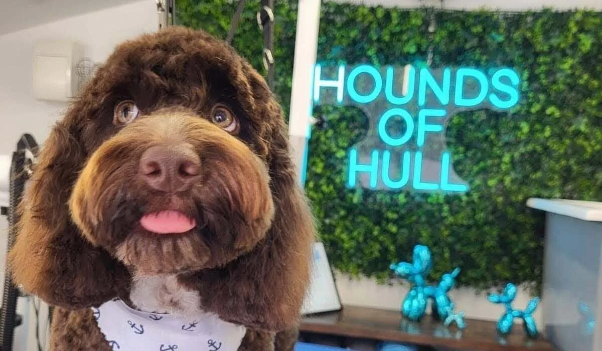 A freshly groomed doodle in the Hounds of Hull salon, beside the neon sign