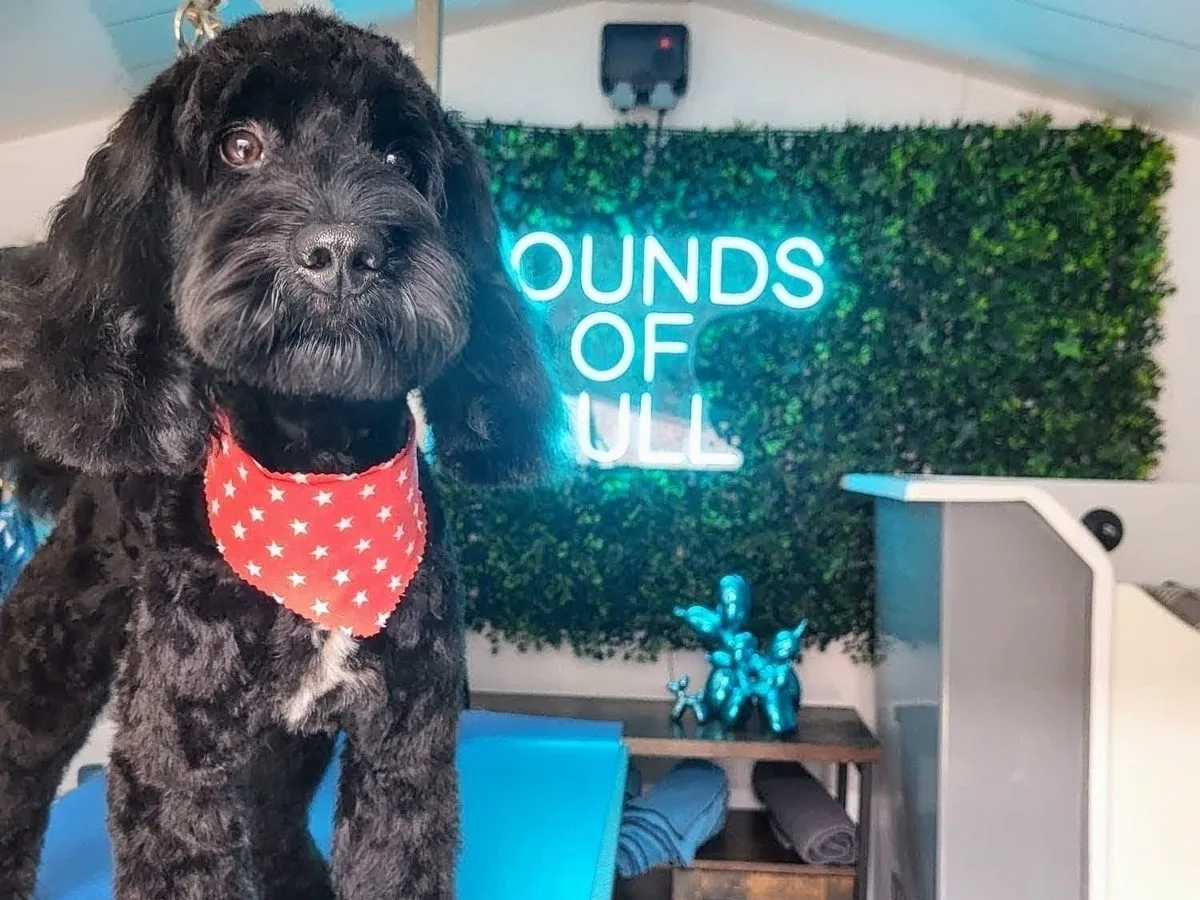 A relaxed black cockapoo on the grooming table at Hounds of Hull