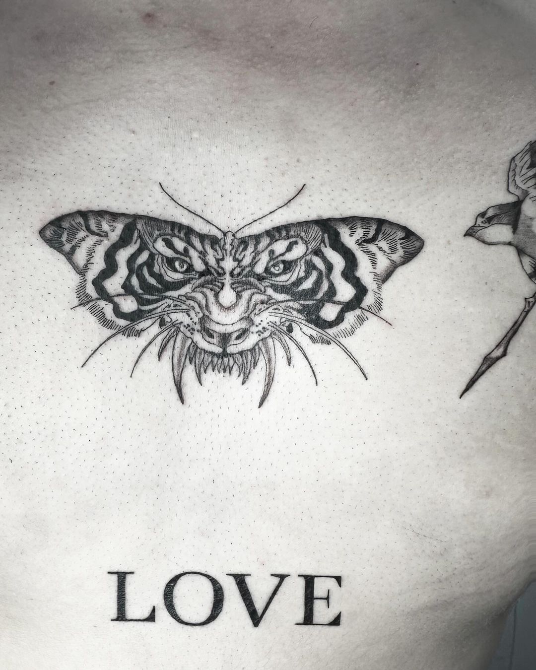 Tiger butterfly chest tattoo by Markings Tattoos Hessle